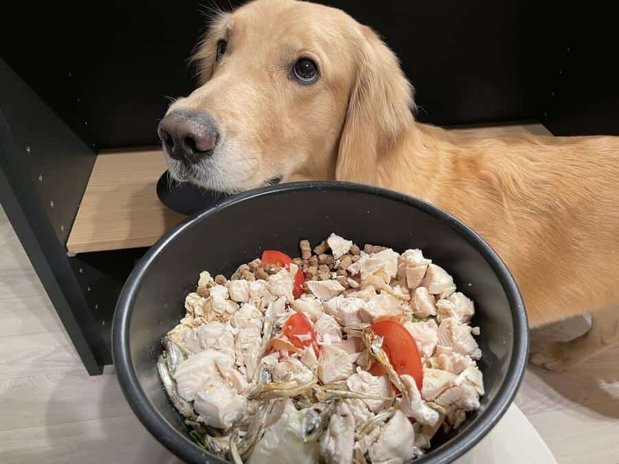 愛犬の健康にはドッグフードと手作りご飯どっちがいい もふもふウォーカー